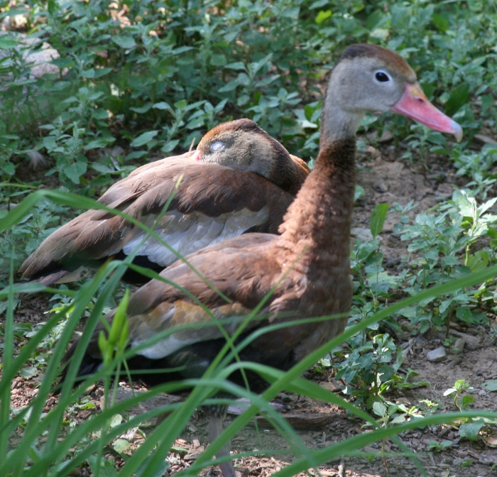 Duck Friends